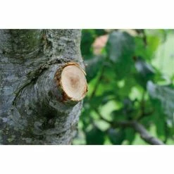 GARDENA Coupe-branches SmartCut Comfort Gardena -GARDENA Soldes 2024 44410506 3